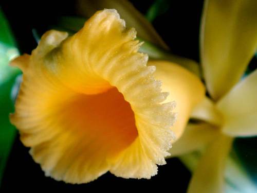 foto: My-orchids.eu